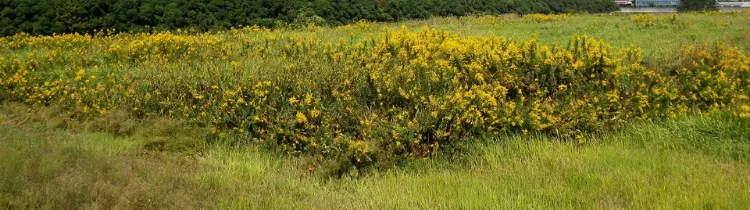 5 Tips For Selling Your Vacant Land In Grand Rapids